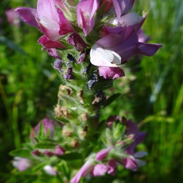 Ononis arvensis Flower