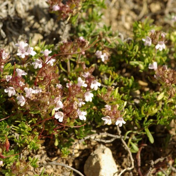 Thymus leptophyllus Flower