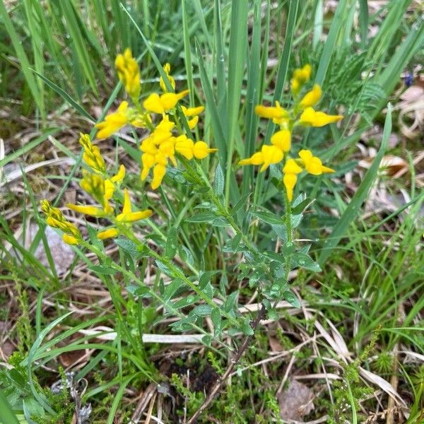 Genista germanica Fiore