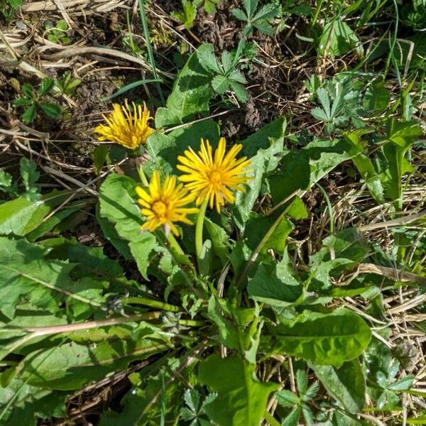 Taraxacum palustre Flors