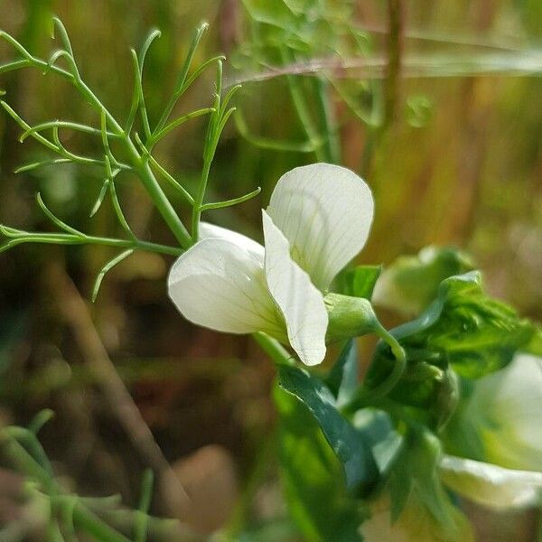 Lathyrus oleraceus Flower