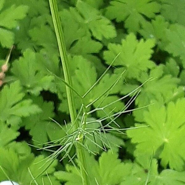 Nigella damascena Bark