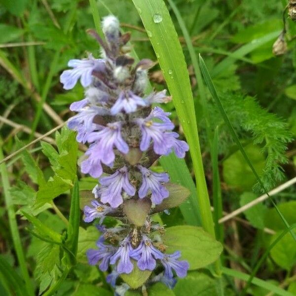 Ajuga reptans 花