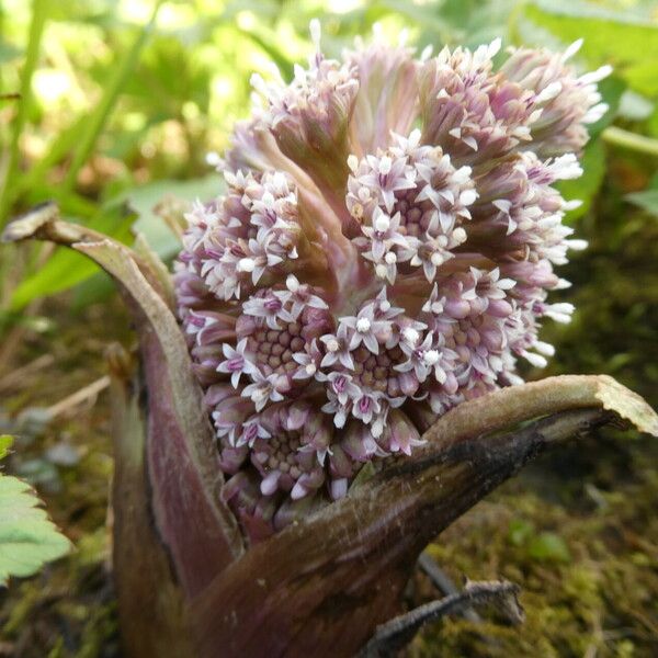 Petasites hybridus Kvet