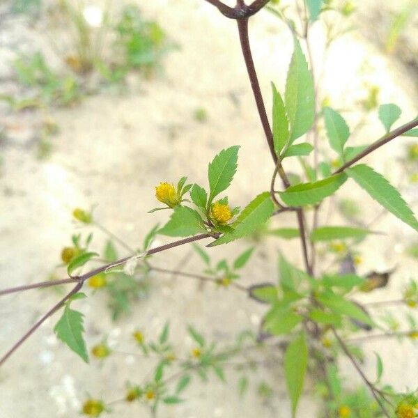 Bidens cernua অভ্যাস