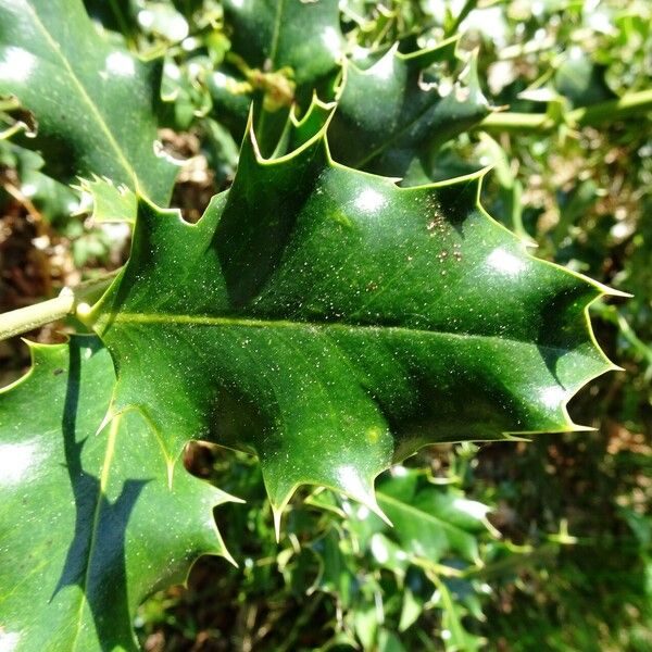 Ilex aquifolium 葉