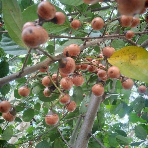 Cordia dichotoma Cvet