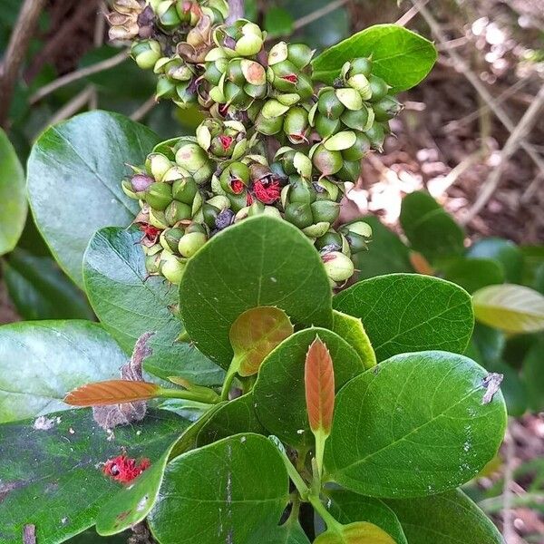 Tetracera billardierei Leaf