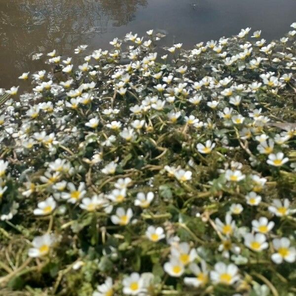 Ranunculus aquatilis 花