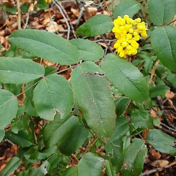 Mahonia aquifolium Leaf