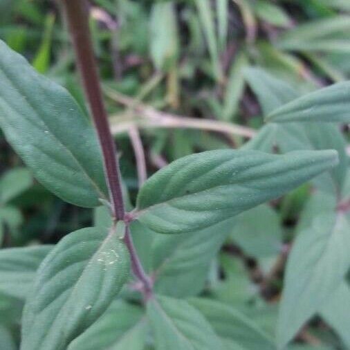 Bouvardia ternifolia List