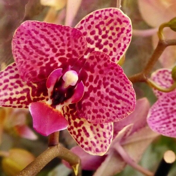 Cymbidium devonianum Flower