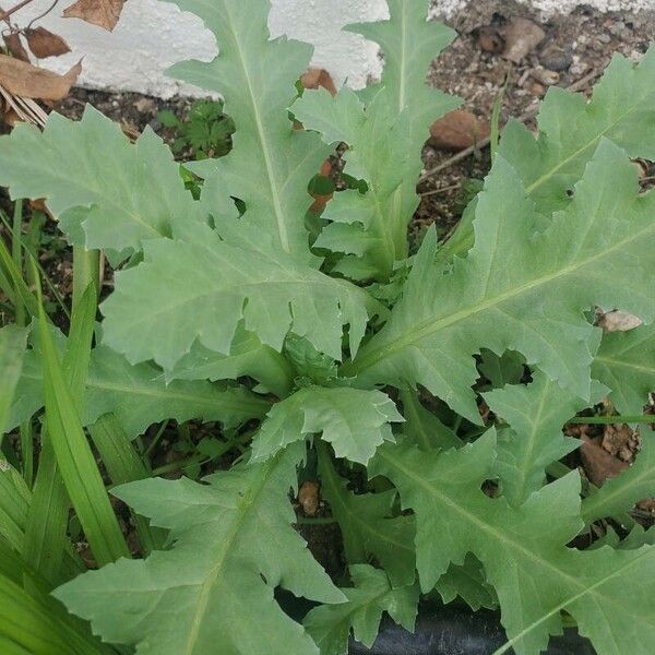 Papaver somniferum برگ