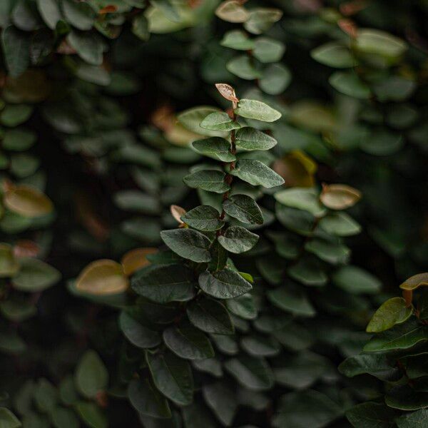 Ficus pumila Leaf