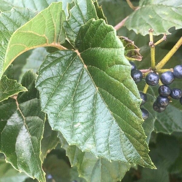 Viburnum dentatum ഇല