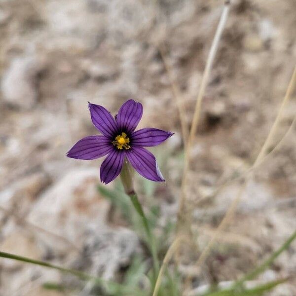 Sisyrinchium halophilum Flor