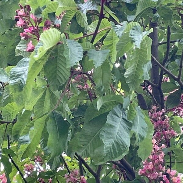 Aesculus × carnea Frunză