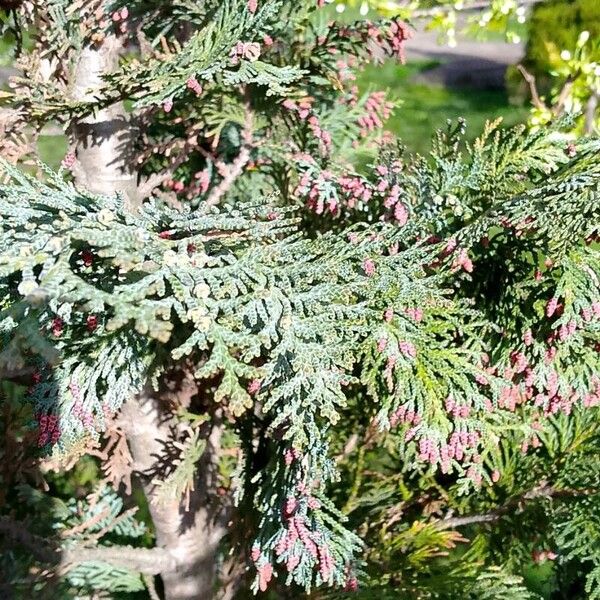 Chamaecyparis lawsoniana Fruit