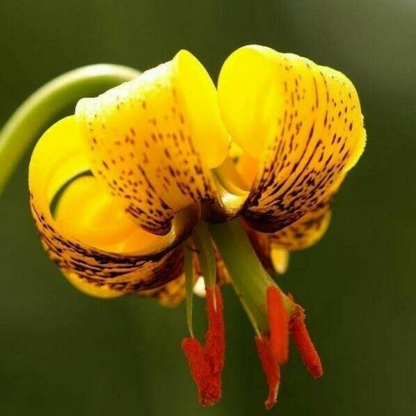 Lilium pyrenaicum Flower