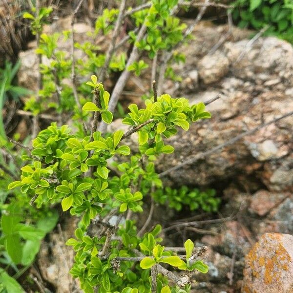 Turraea parvifolia Frunză