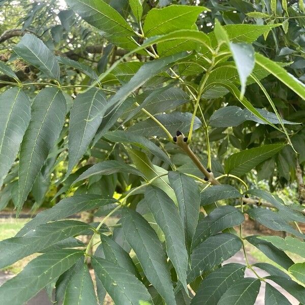 Fraxinus excelsior Leaf