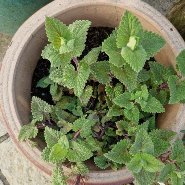 Nepeta cataria Folla