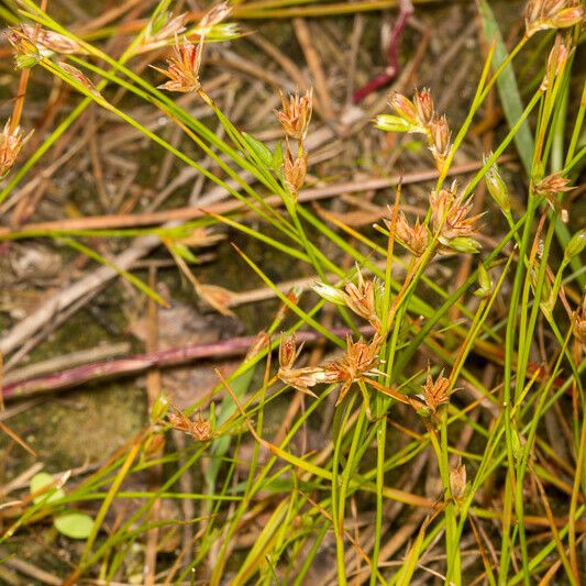 Juncus bufonius Folha