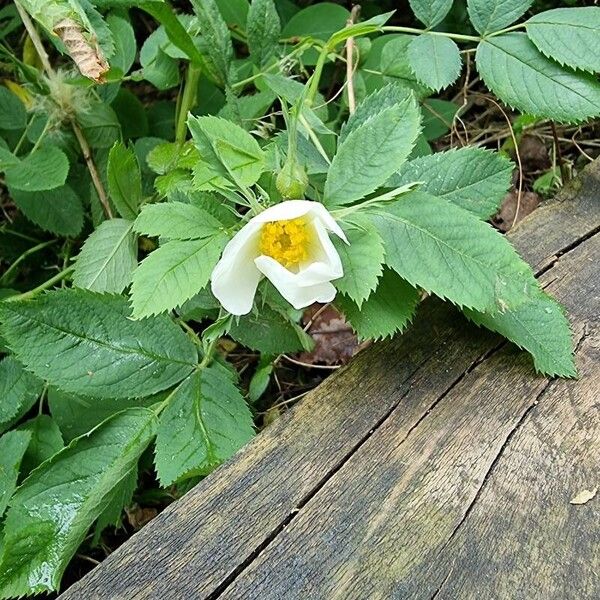 Rosa arvensis Blomst