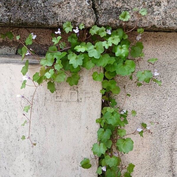 Cymbalaria muralis Агульны выгляд