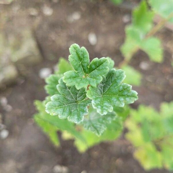 Ribes divaricatum Feuille