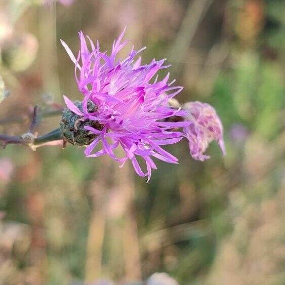 Centaurea paniculata Flower