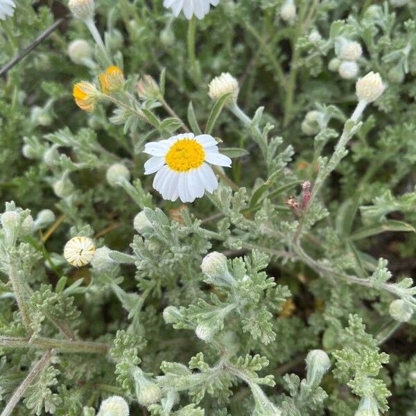 Anthemis tomentosa Flower