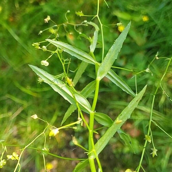 Veronica scutellata পাতা