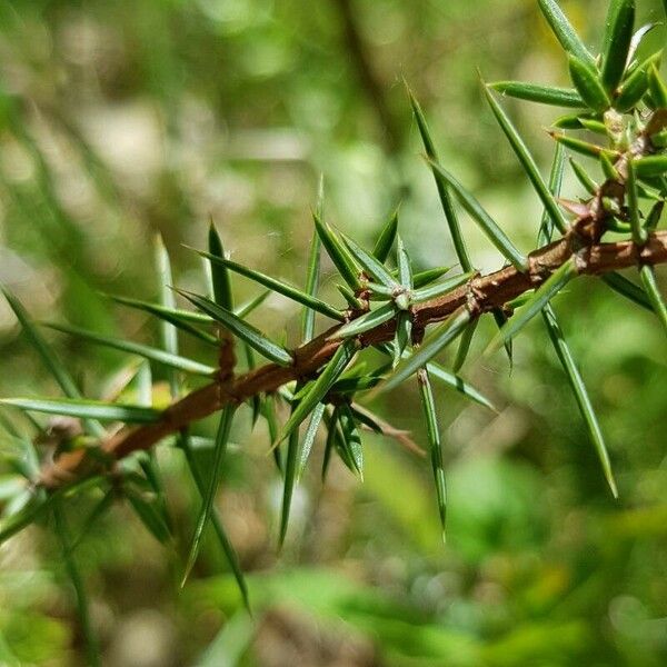 Juniperus communis Yaprak