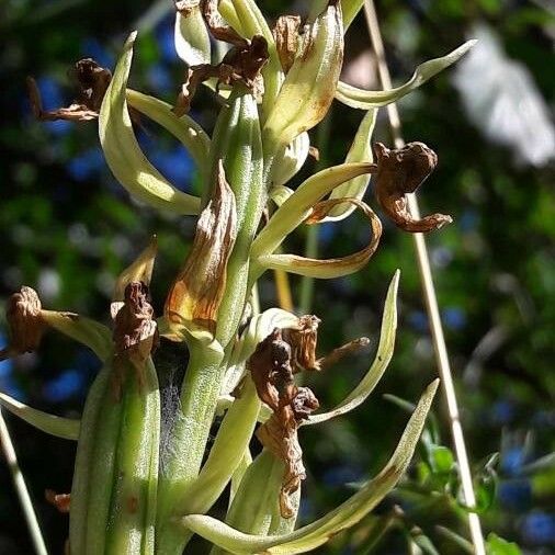 Himantoglossum hircinum Blodyn