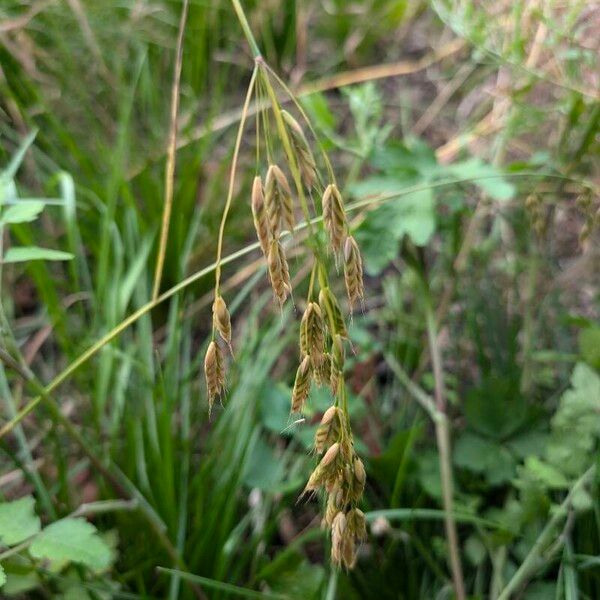 Bromus secalinus Fruct