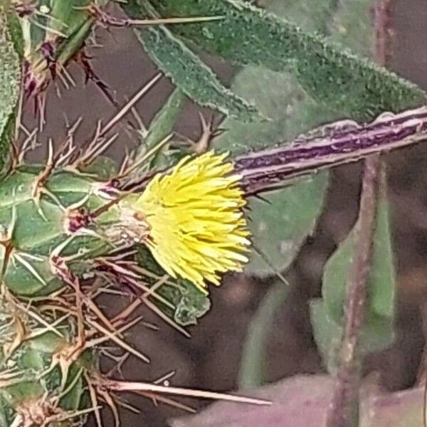 Centaurea solstitialis 花