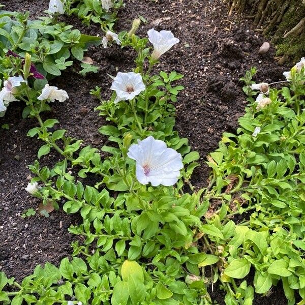 Petunia × atkinsiana Pokrój