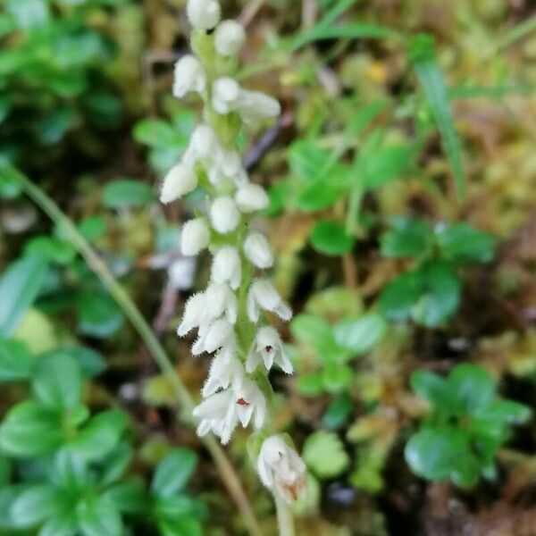 Goodyera repens Кветка