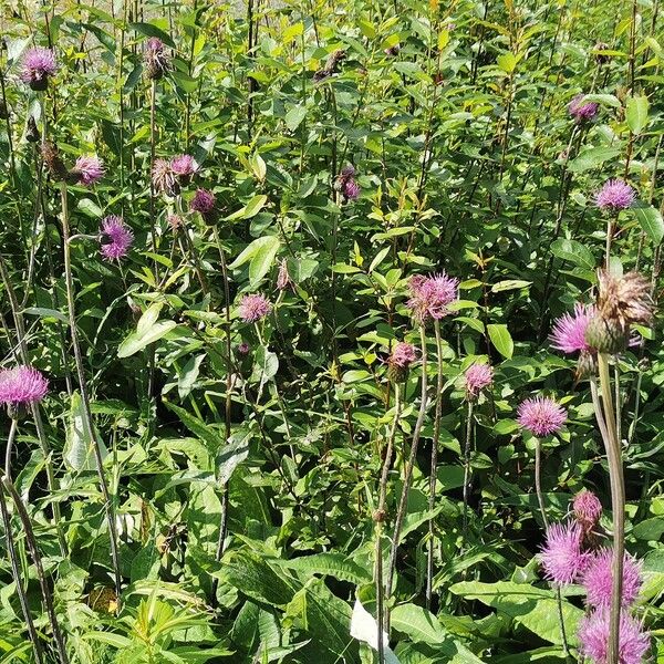 Cirsium heterophyllum Habit