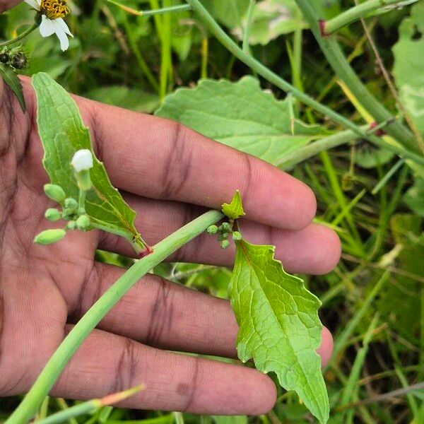 Raphanus raphanistrum Blad