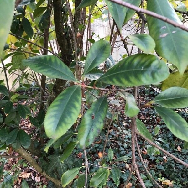 Photinia serratifolia List