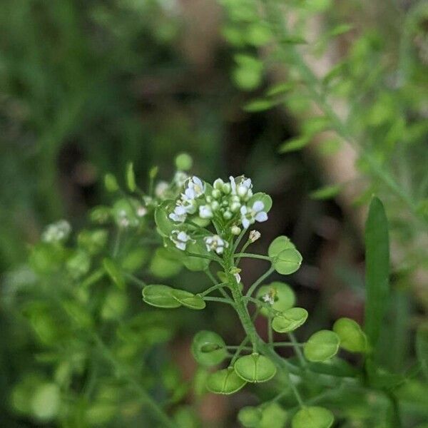 Lepidium virginicum Kukka