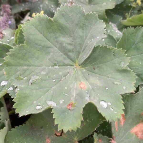 Alchemilla mollis ഇല