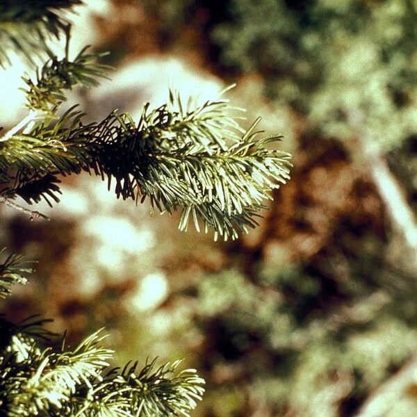 Abies lasiocarpa Frugt