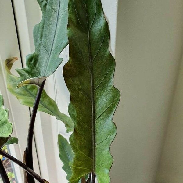 Alocasia lauterbachiana List