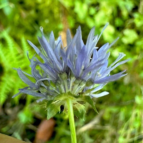 Jasione montana Flor