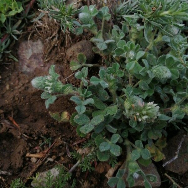 Trifolium striatum फूल