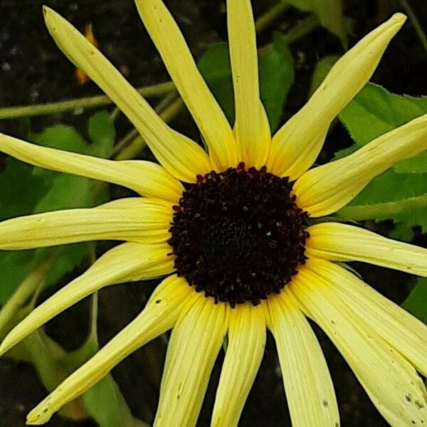 Helianthus debilis Flower