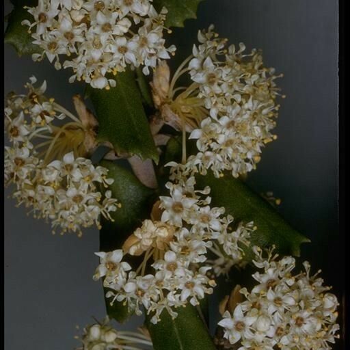 Ceanothus crassifolius Кветка